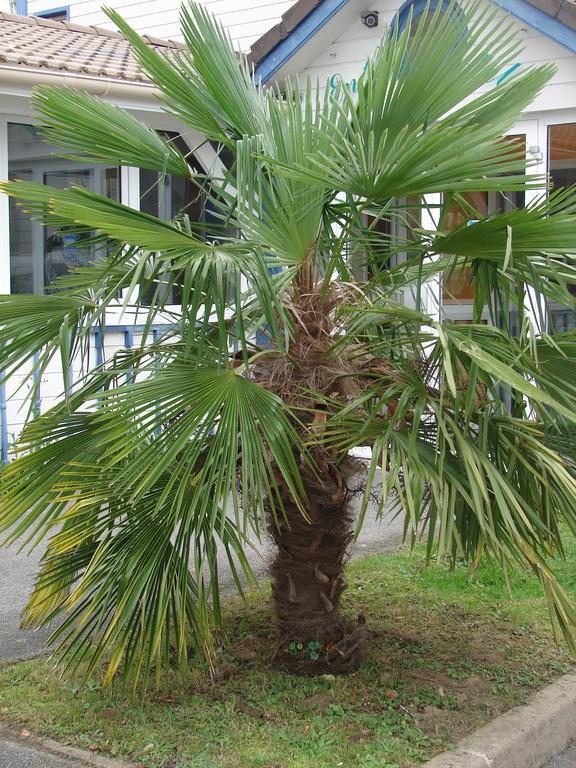 Budget Hotel Melun Sud - Dammarie Les Lys Exteriör bild